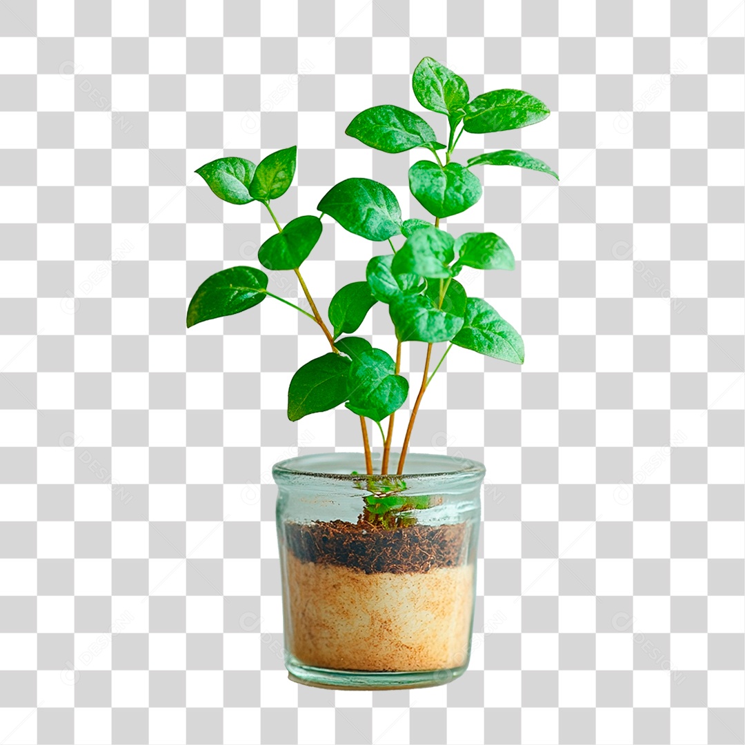 Planta PNG Transparente