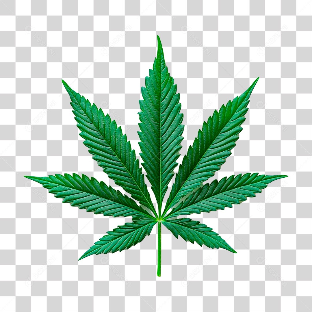 Folha Verde PNG Transparente