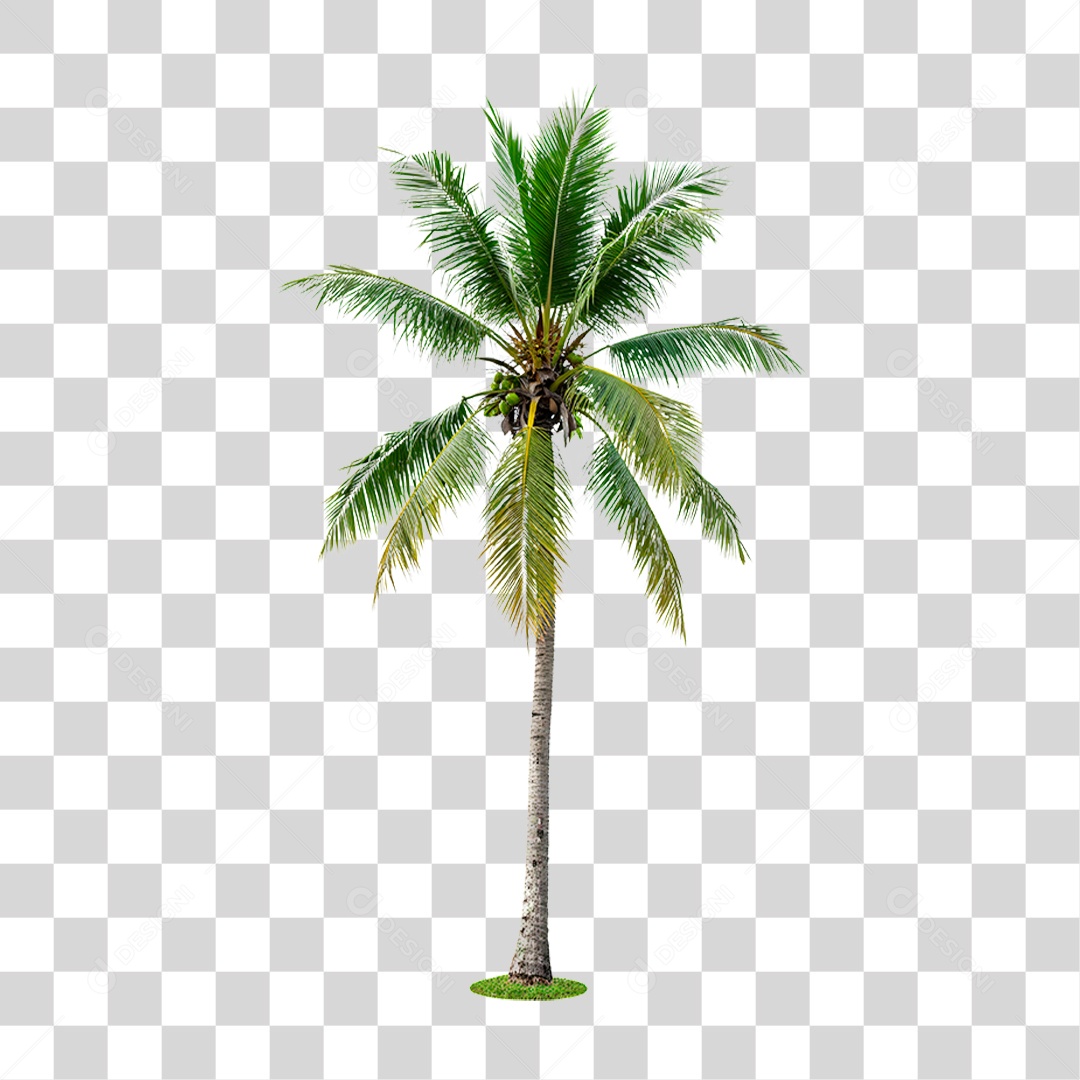 Coqueiro PNG Transparente