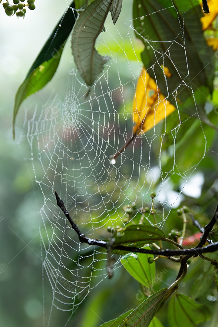 A teia de aranha dourada