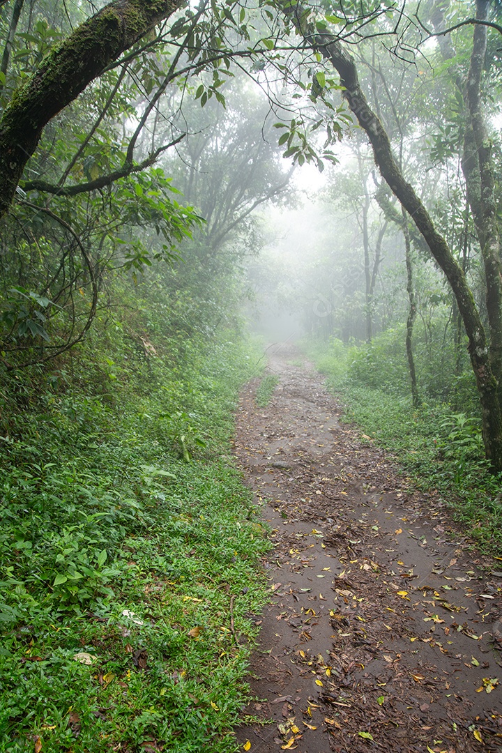 A imagem retrata um trecho da Estrada Velha de Santos
