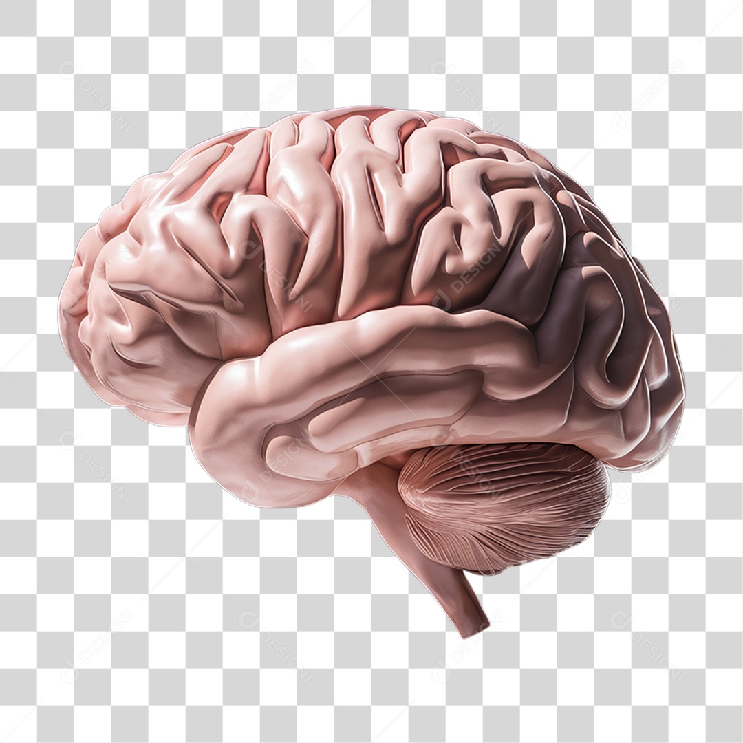 Elemento 3D Parte do Corpo Humano Cérebro PNG Transparente