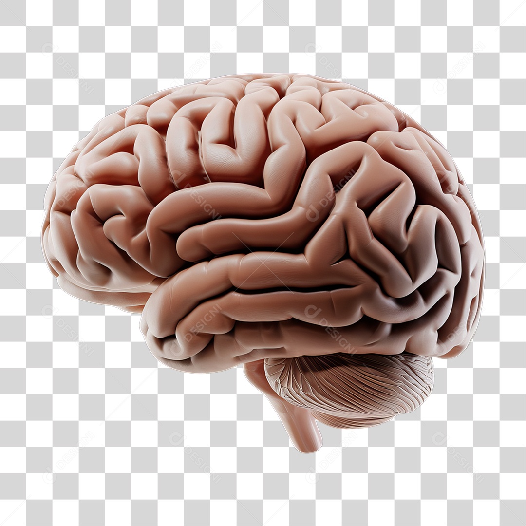 Elemento 3D Parte do Corpo Humano Cérebro PNG Transparente