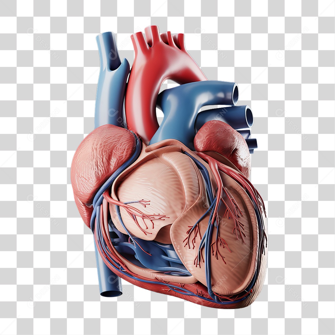 Elemento 3D Parte do Corpo Humano Coração PNG Transparente