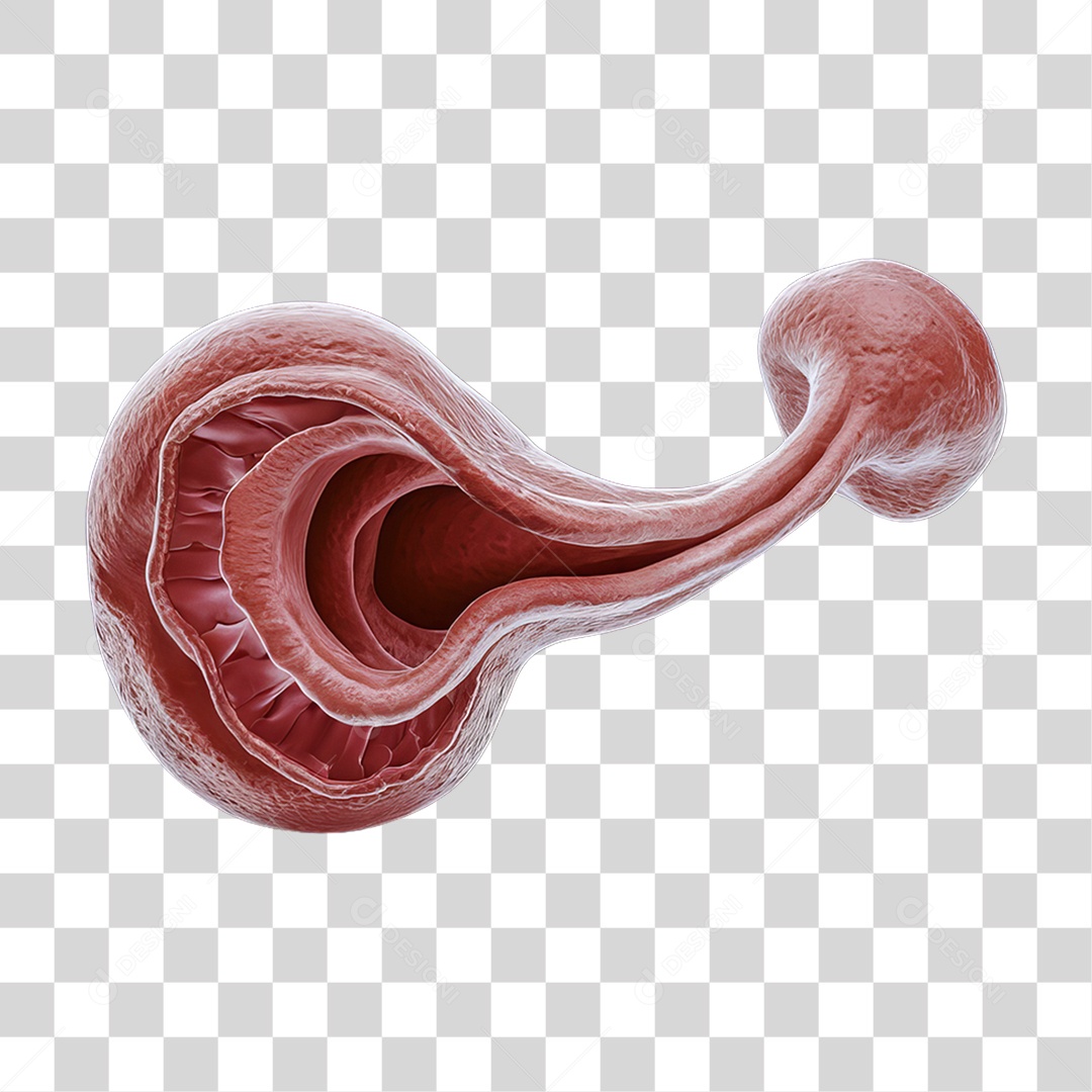 Elemento 3D Parte do Corpo Humano Esôfago PNG Transparente