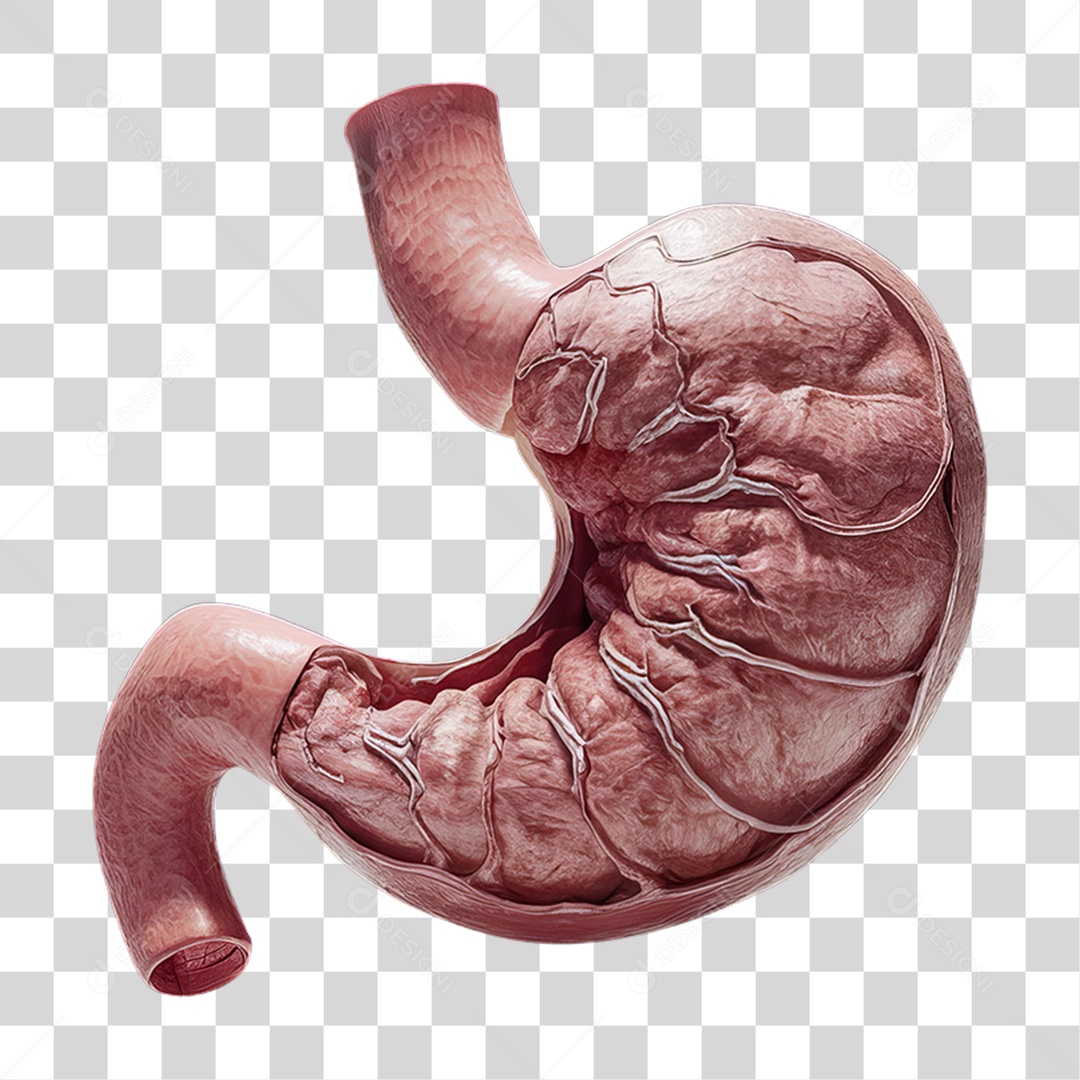 Elemento 3D Parte do Corpo Humano Estomago PNG Transparente