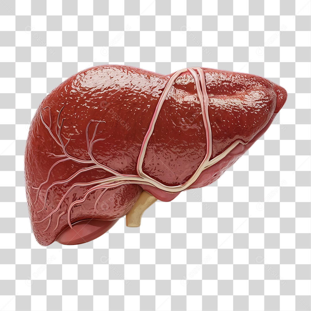 Elemento 3D Parte do Corpo Humano Fígado PNG Transparente