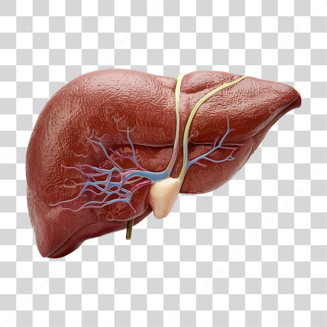 Elemento 3D Parte do Corpo Humano Fígado PNG Transparente