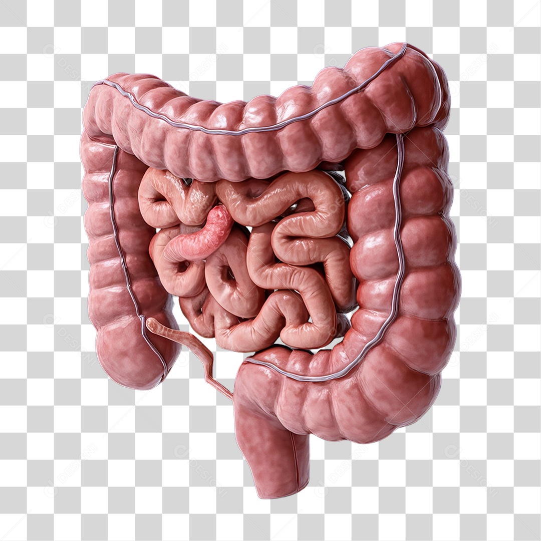 Elemento 3D Parte do Corpo Humano Intestino PNG Transparente