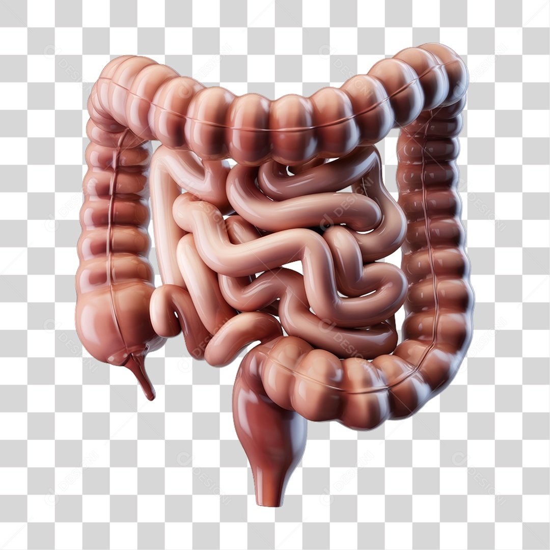 Elemento 3D Parte do Corpo Humano Intestino PNG Transparente