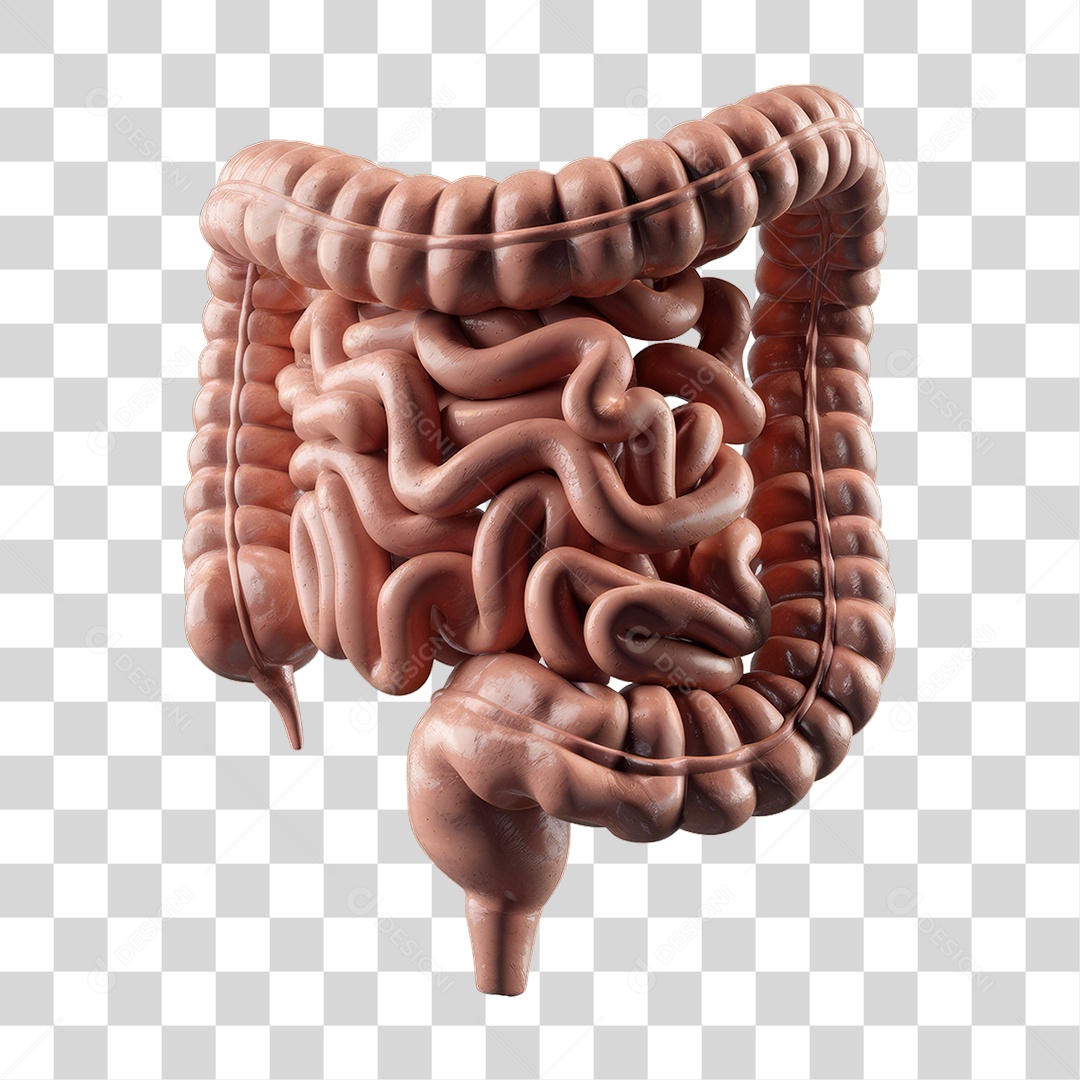 Elemento 3D Parte do Corpo Humano Intestino PNG Transparente