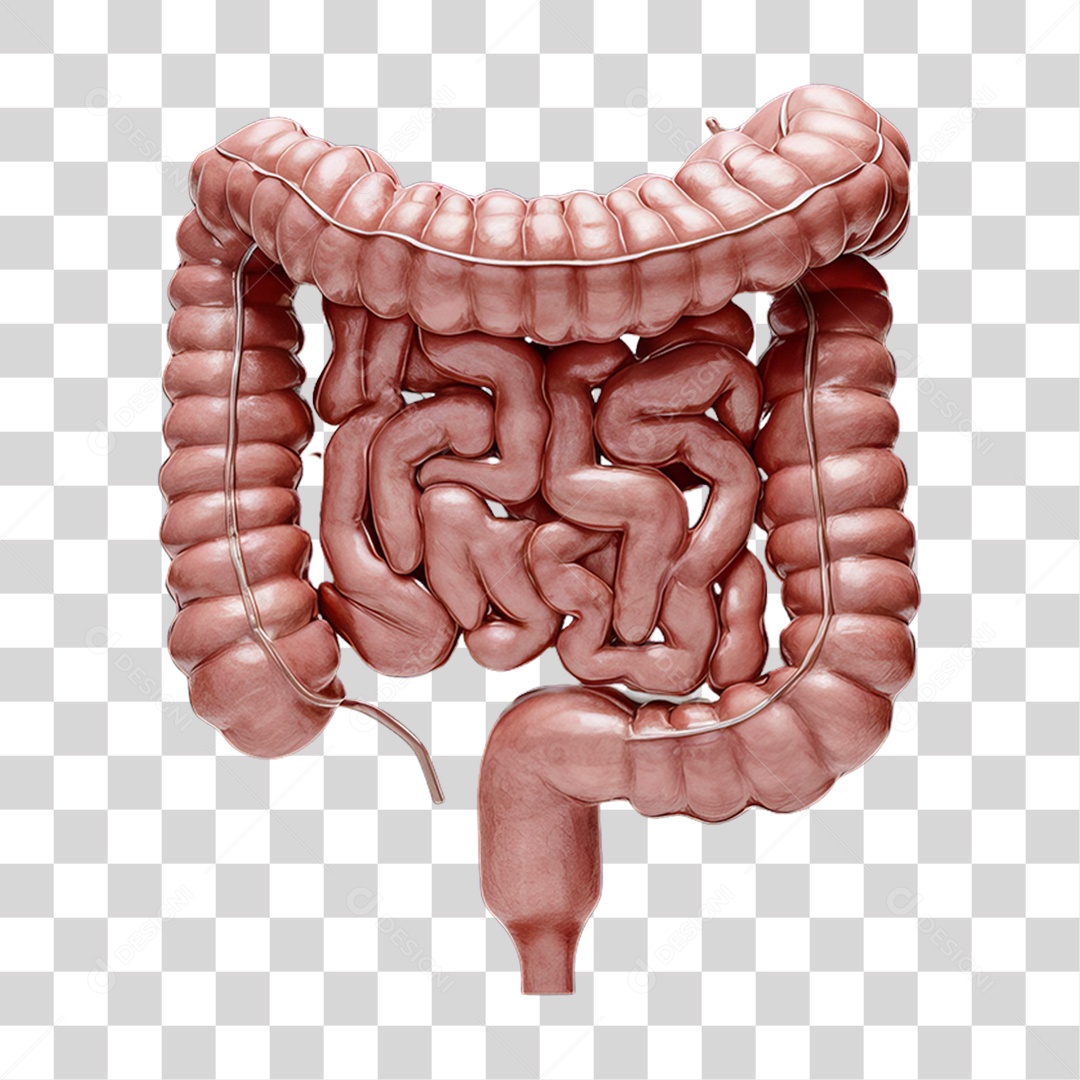 Elemento 3D Parte do Corpo Humano Intestino PNG Transparente