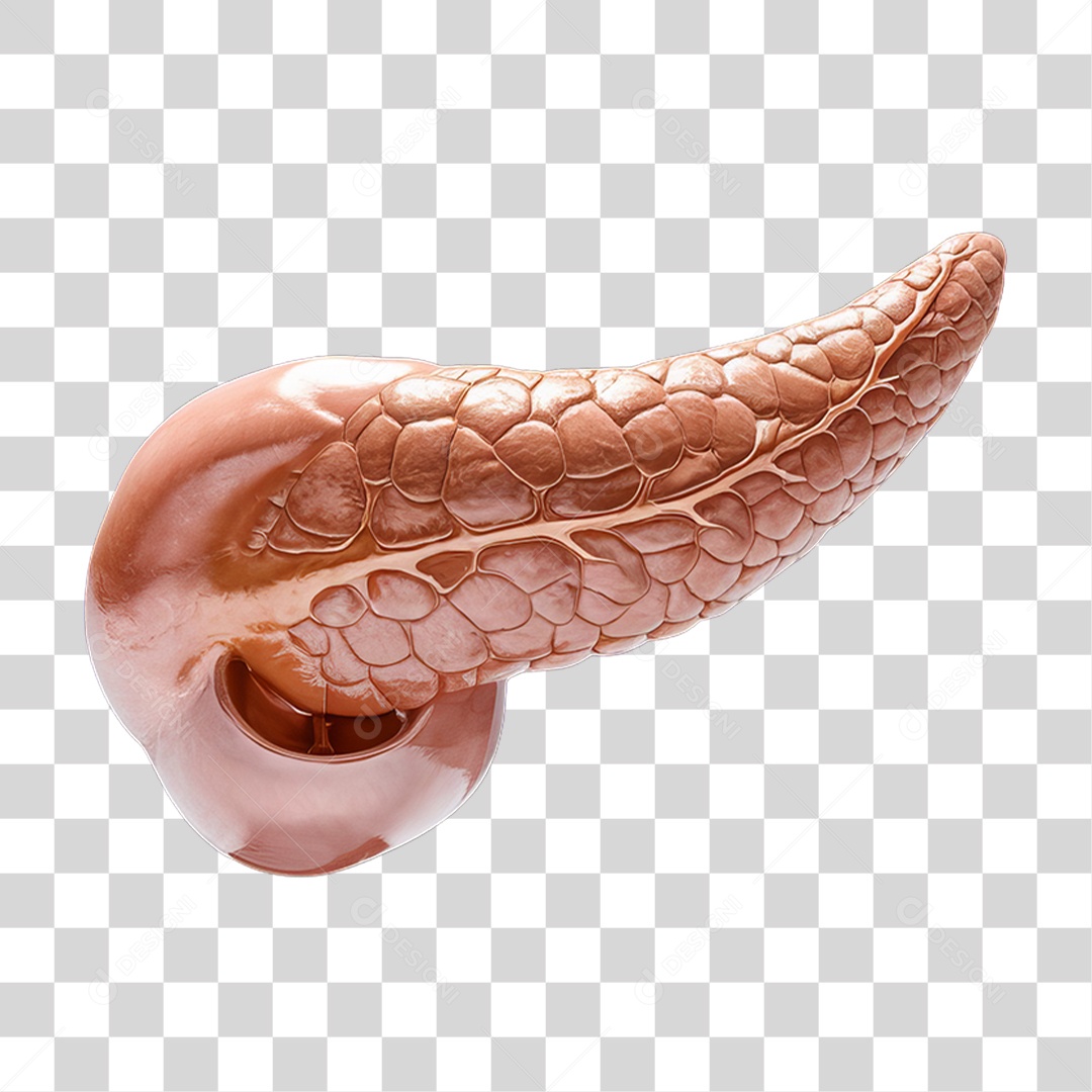 Elemento 3D Parte do Corpo Humano Pâncreas PNG Transparente