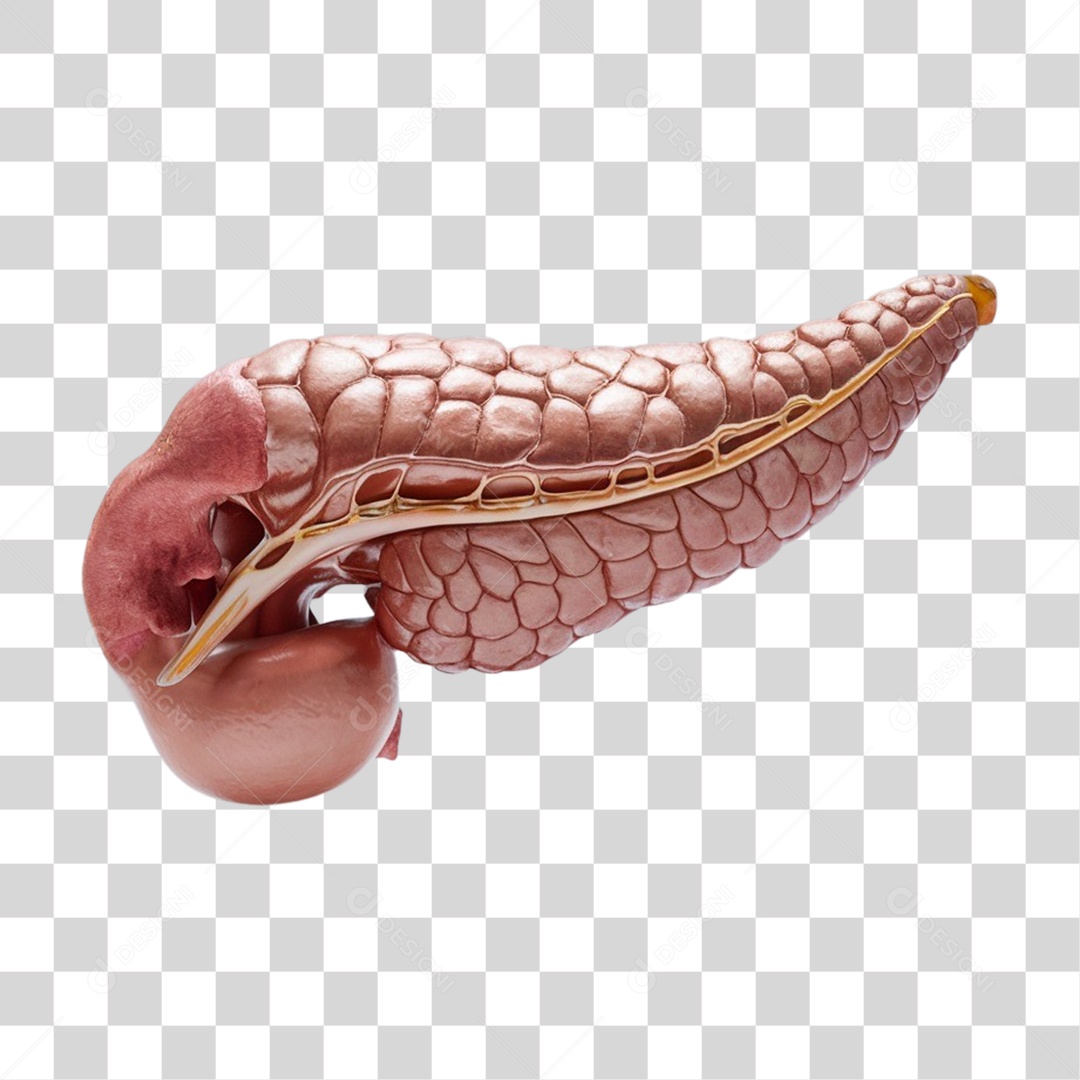 Elemento 3D Parte do Corpo Humano Pâncreas PNG Transparente