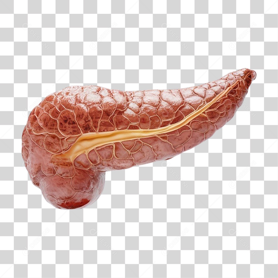 Elemento 3D Parte do Corpo Humano Pâncreas PNG Transparente