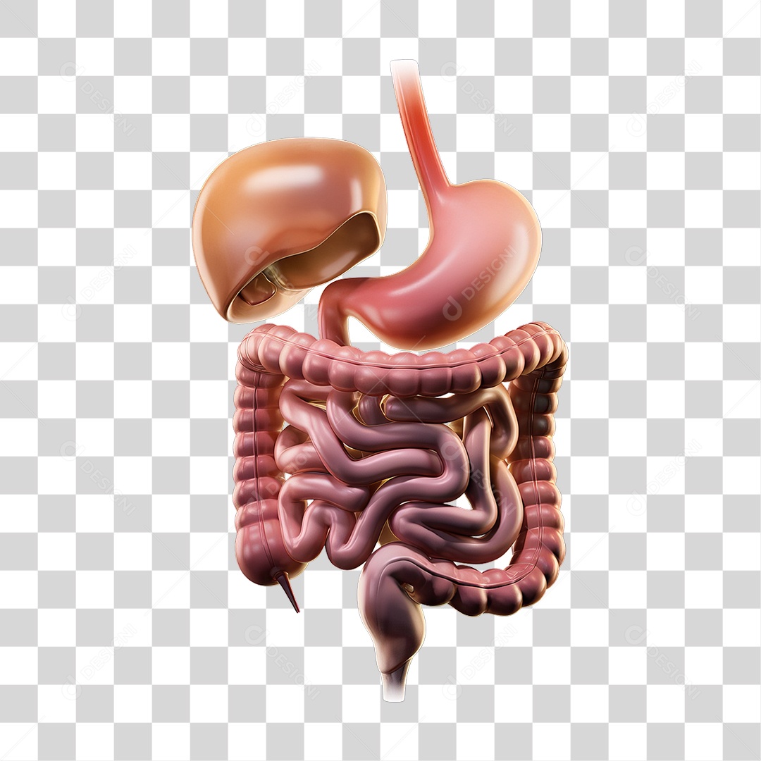 Elemento 3D Sistema Digestivo PNG Transparente