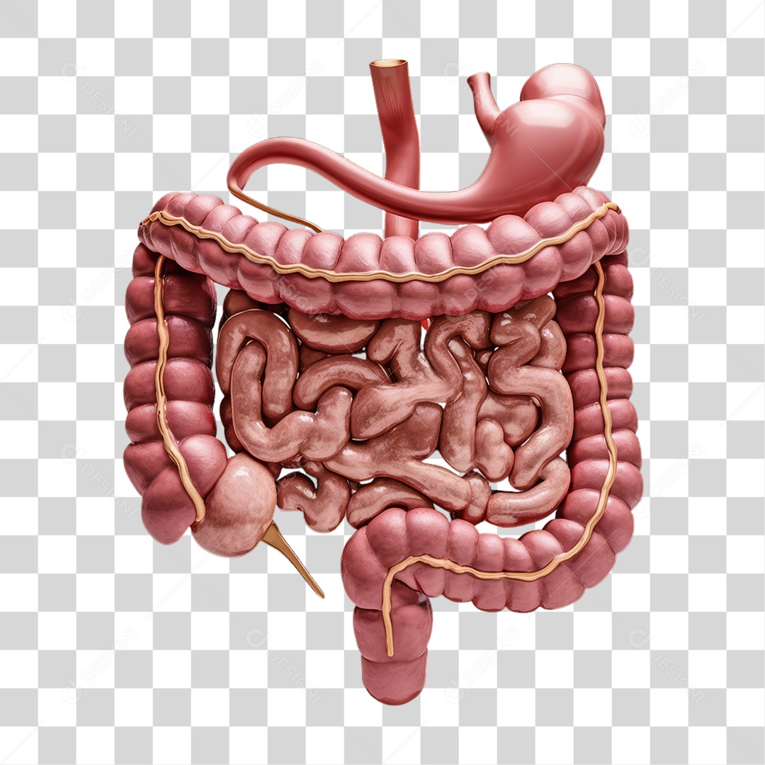 Elemento 3D Sistema Digestivo PNG Transparente