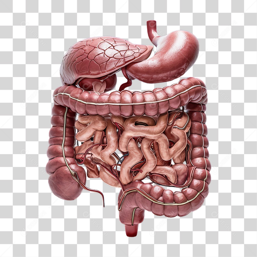 Elemento 3D Sistema Digestivo PNG Transparente
