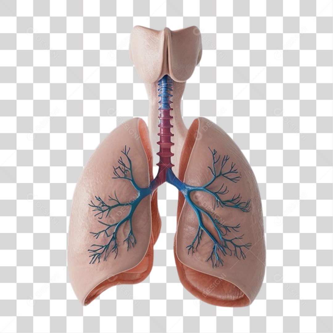 Elemento 3D Sistema Respiratório PNG Transparente