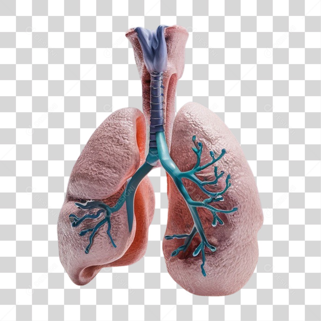 Elemento 3D Sistema Respiratório PNG Transparente