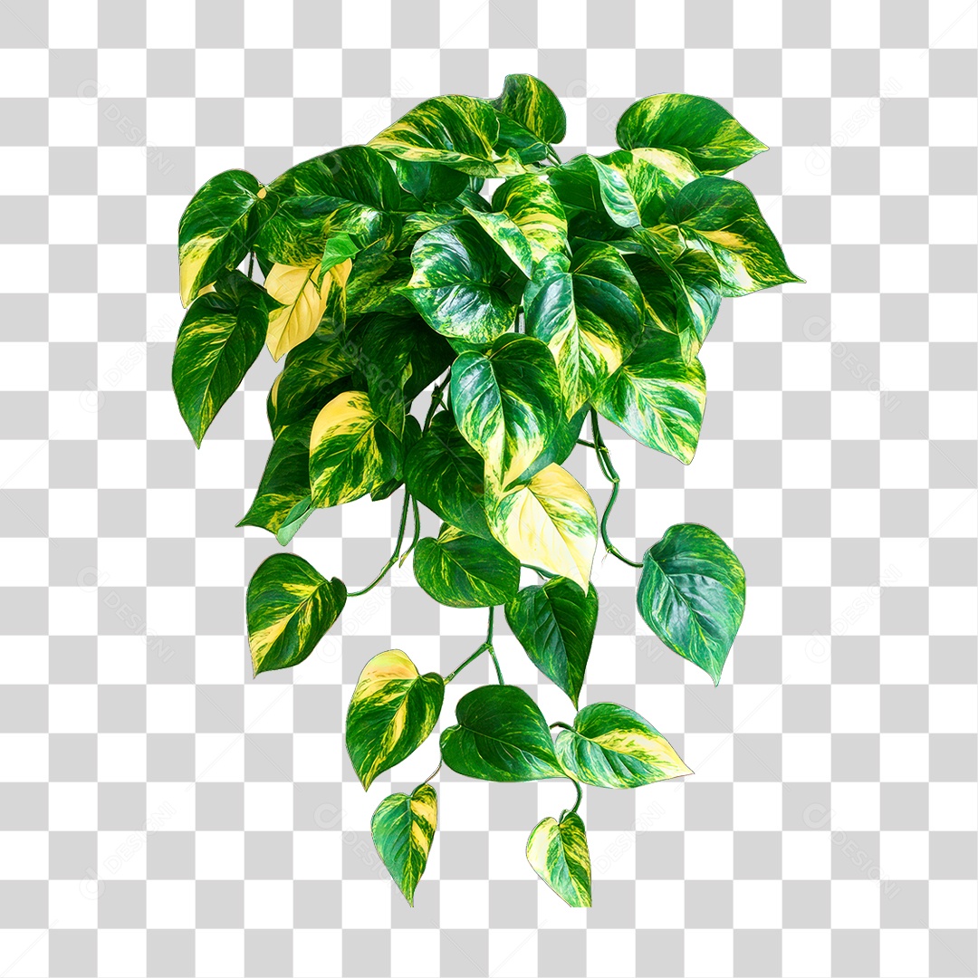 Planta PNG Transparente