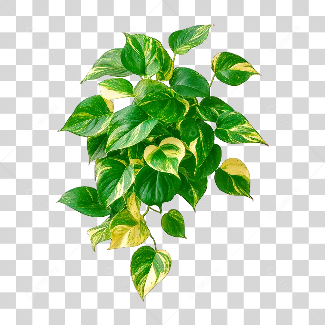 Planta PNG Transparente