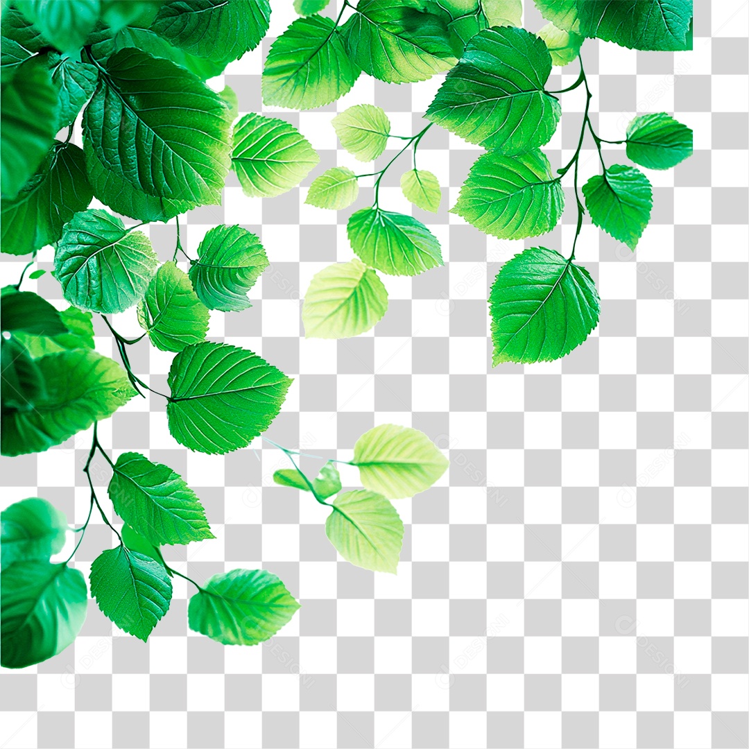 Folha Verde PNG Transparente