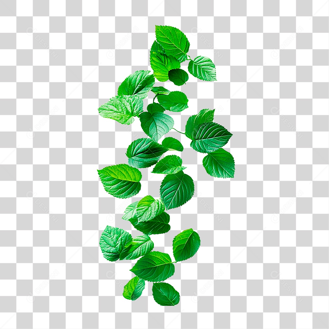 Folha Verde PNG Transparente