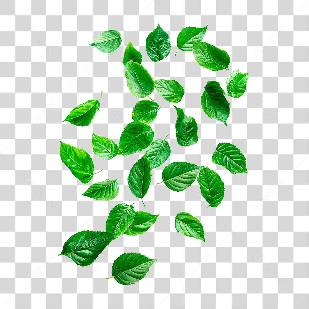 Folha Verde PNG Transparente