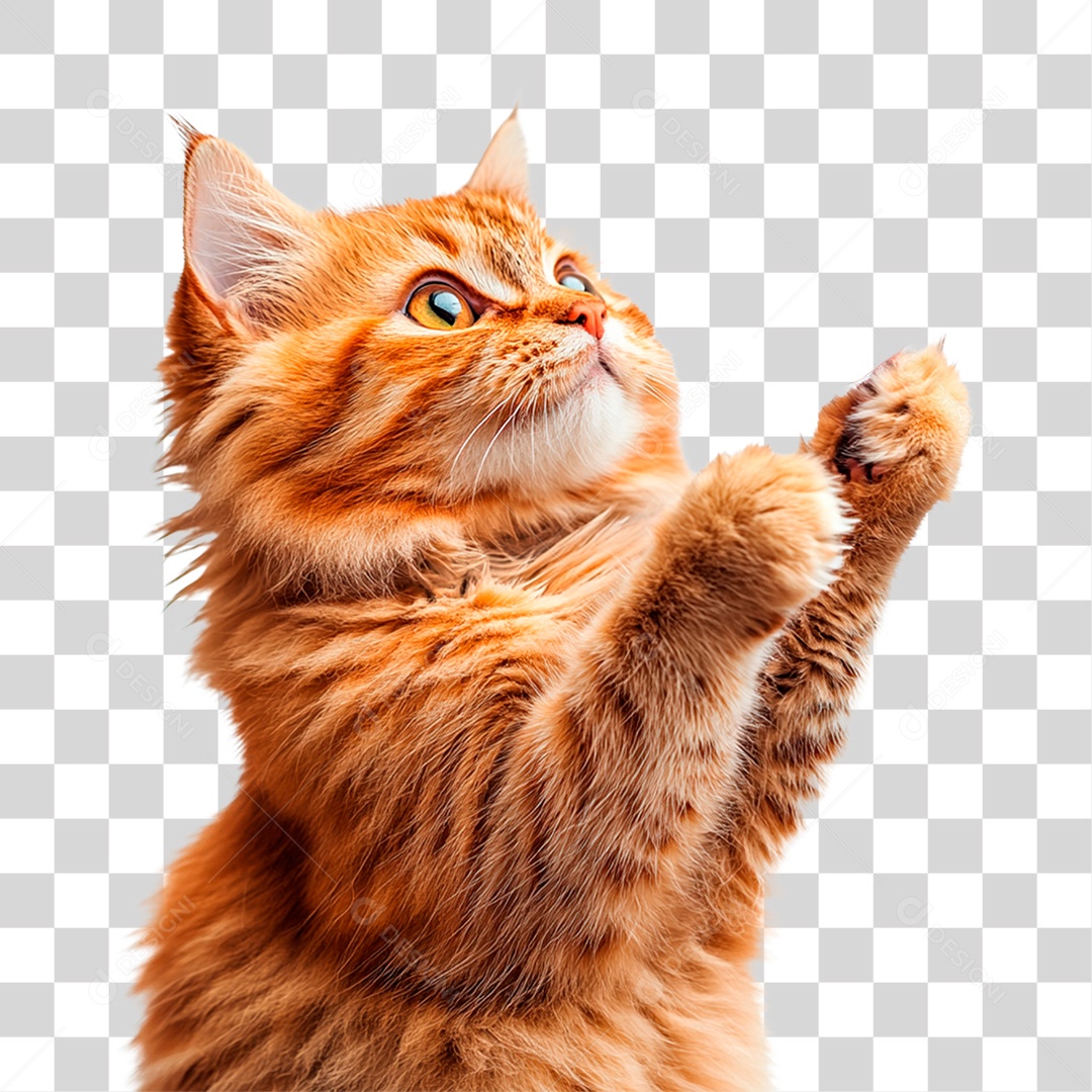 Gato PNG Transparente