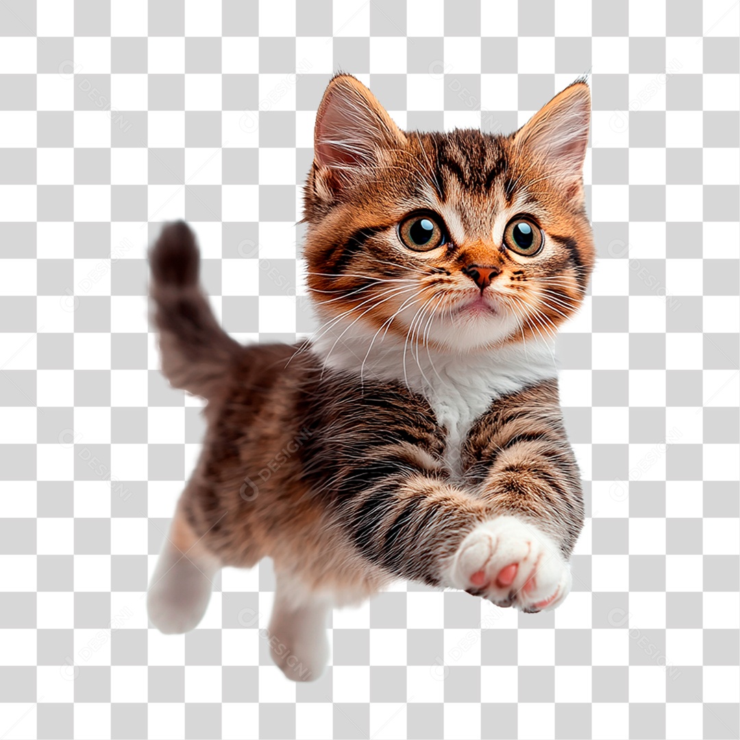 Gato PNG Transparente