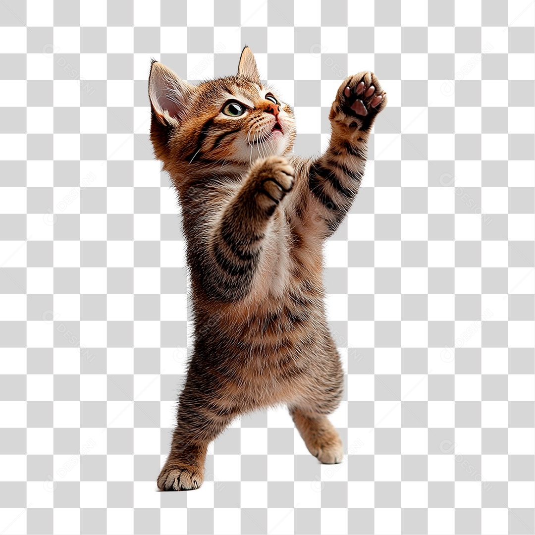 Gato PNG Transparente