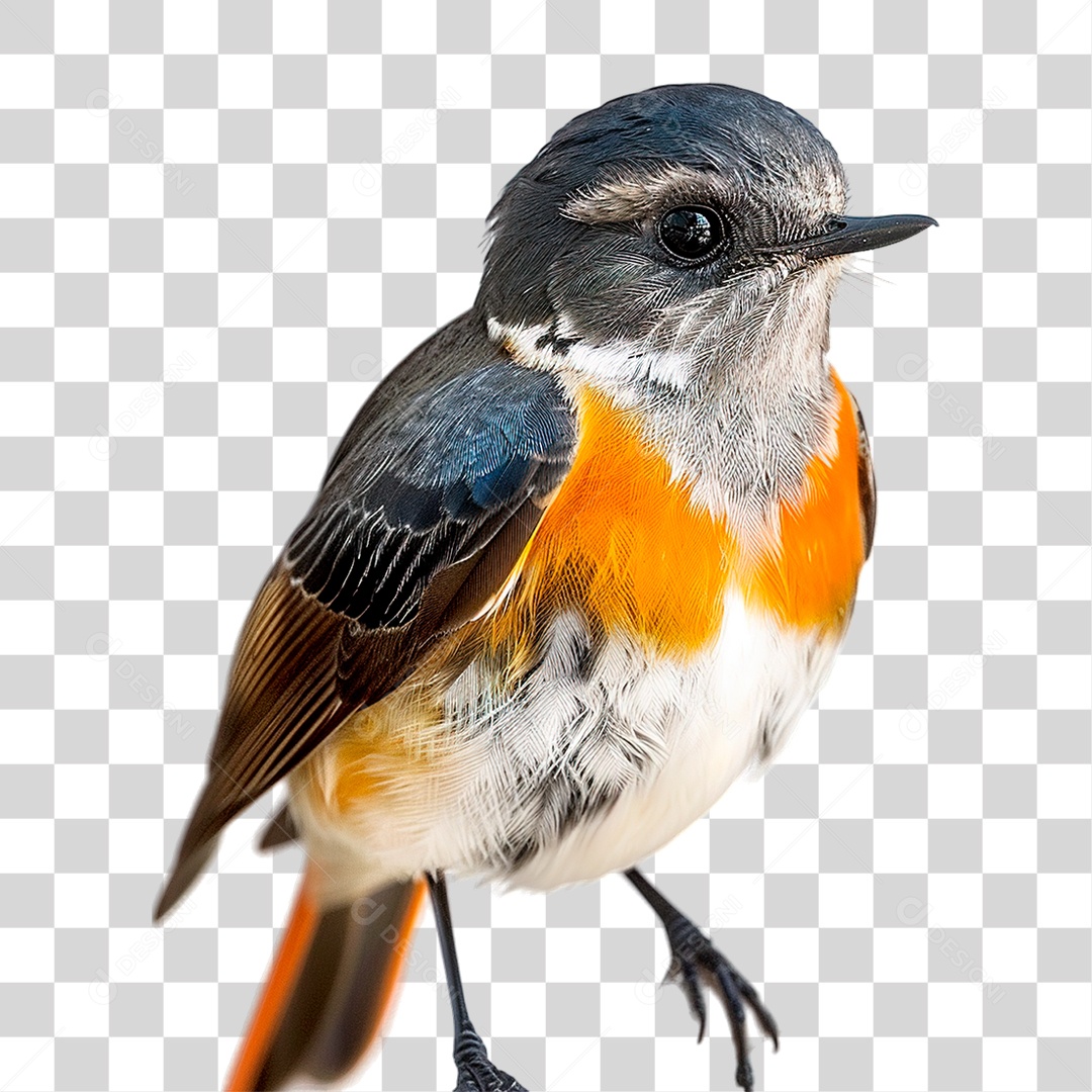 Pássaro PNG Transparente