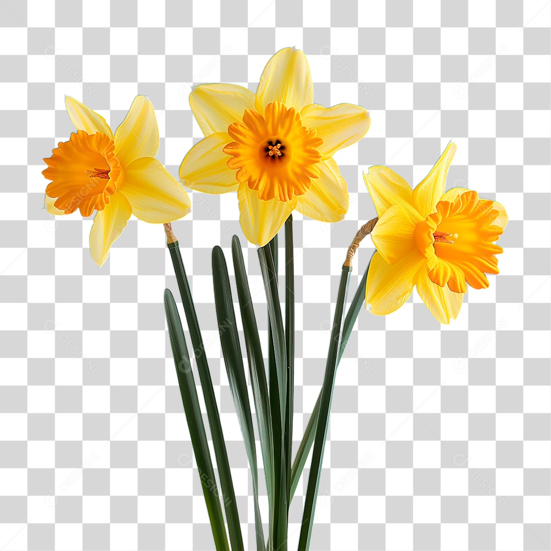 Flores PNG Transparente