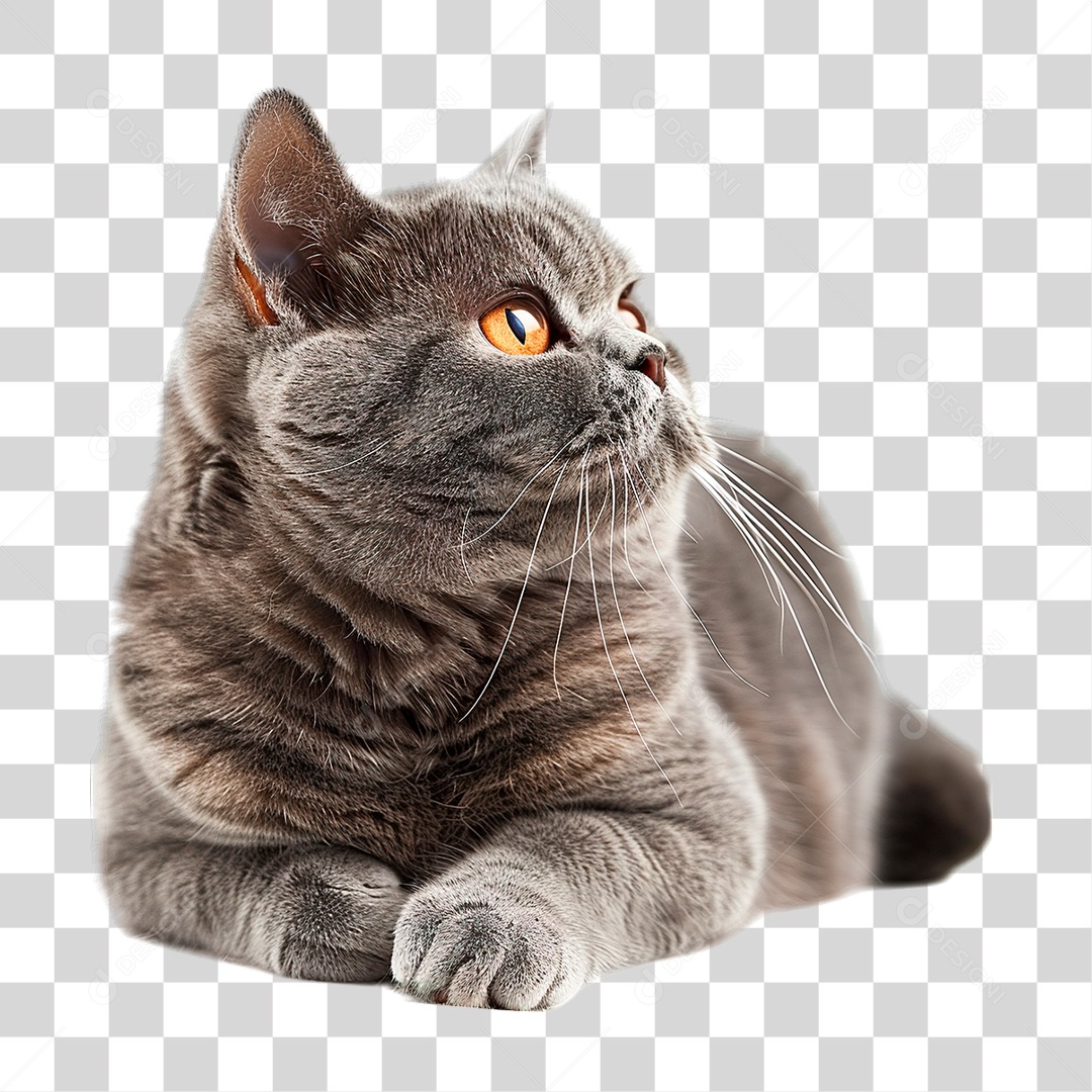 Gato PNG Transparente