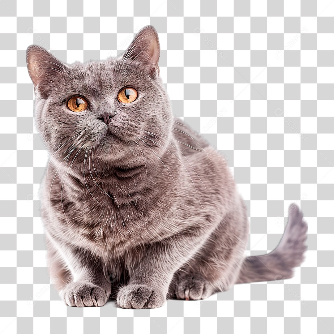 Gato Cinza PNG Transparente