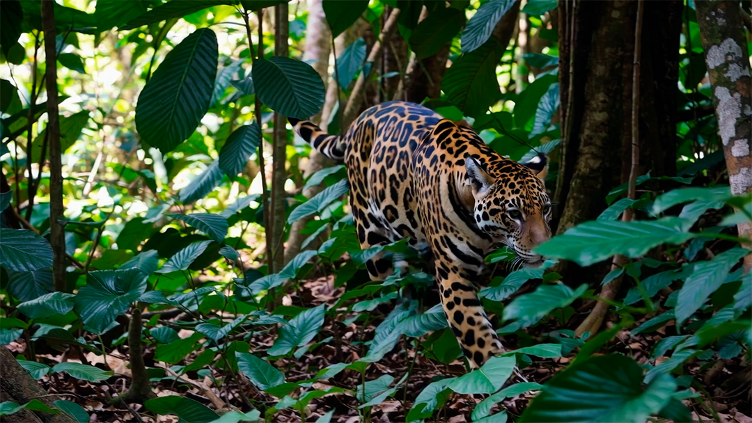 Onça-pintada se movendo furtivamente pela selva – Uma onça-pintada elegante rondando a densa vegetação tropical.