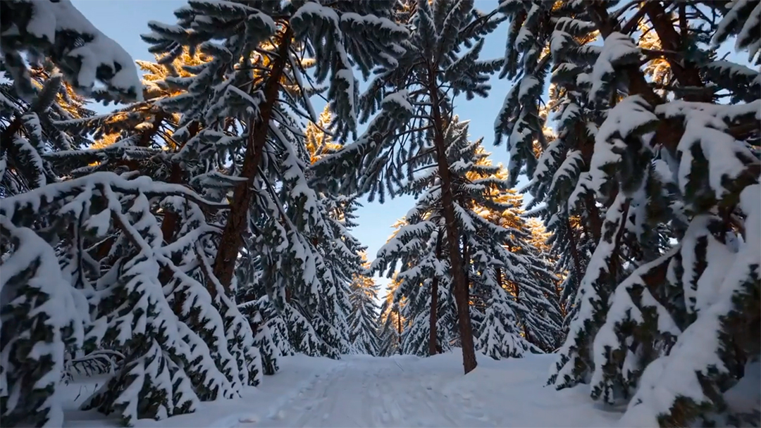 Uma trilha coberta de neve serpenteando por uma floresta densa com galhos de pinheiros congelados MP4