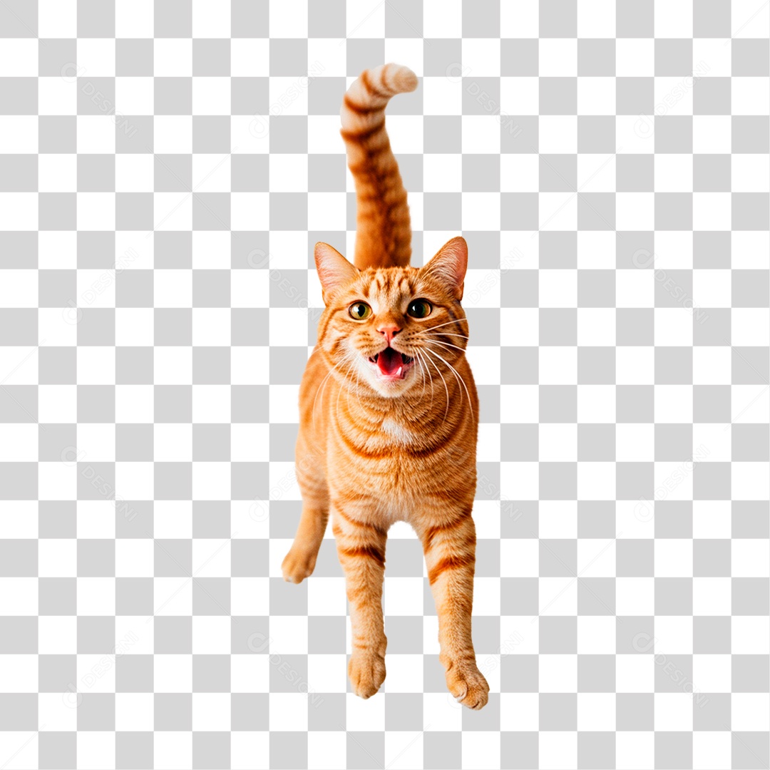 Gato PNG Transparente