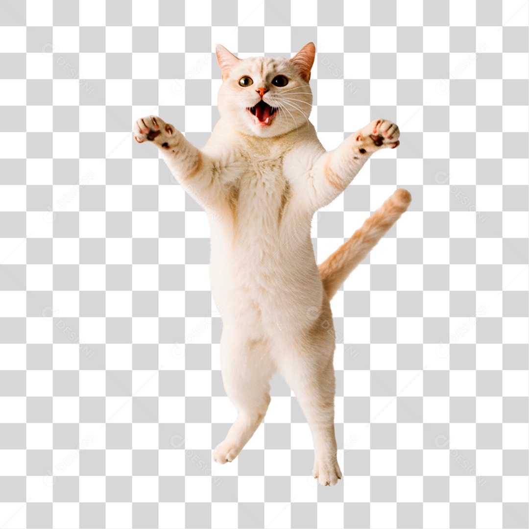 Gato Branco PNG Transparente