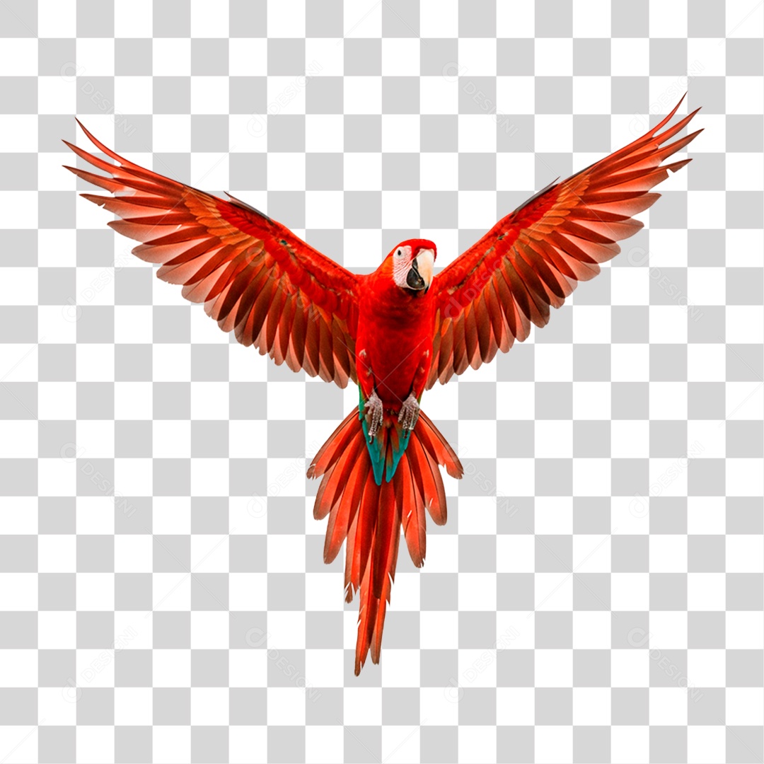 Arara Vermelha PNG Transparente