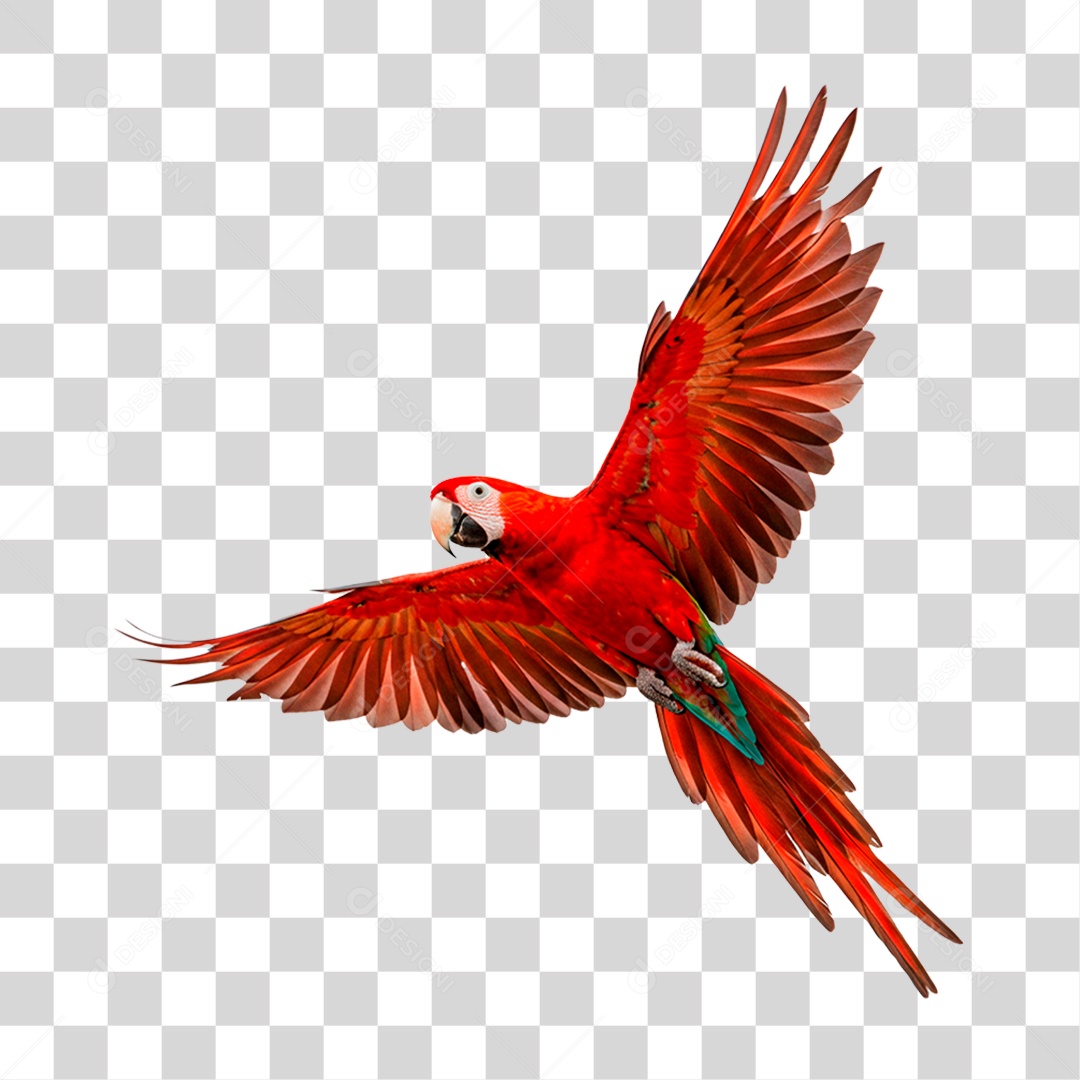 Arara Vermelha PNG Transparente