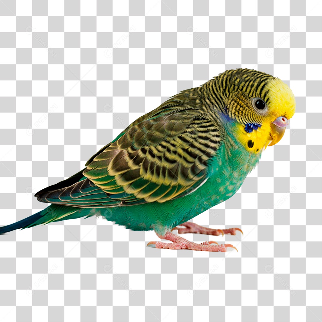 Periquito PNG Transparente