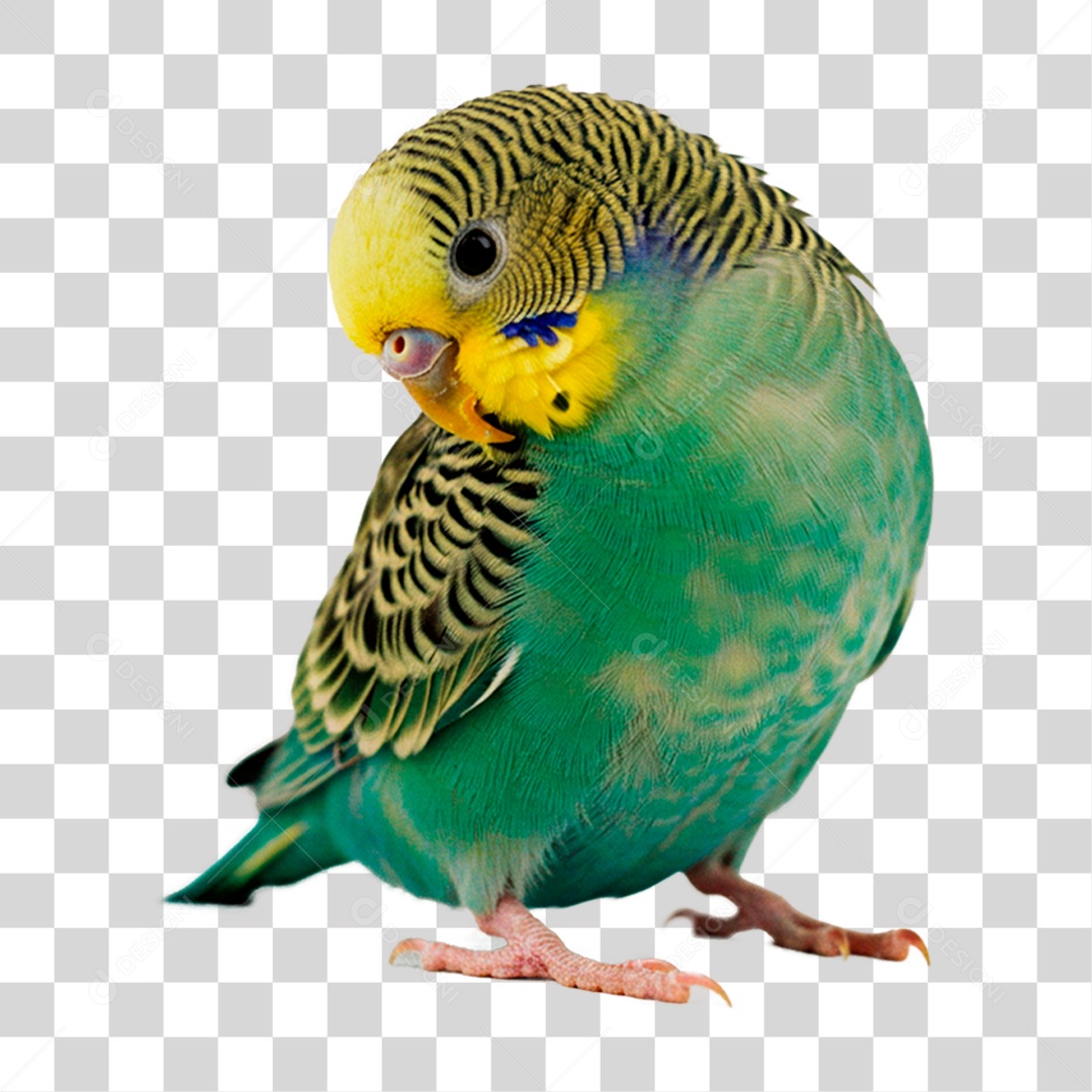 Periquito PNG Transparente