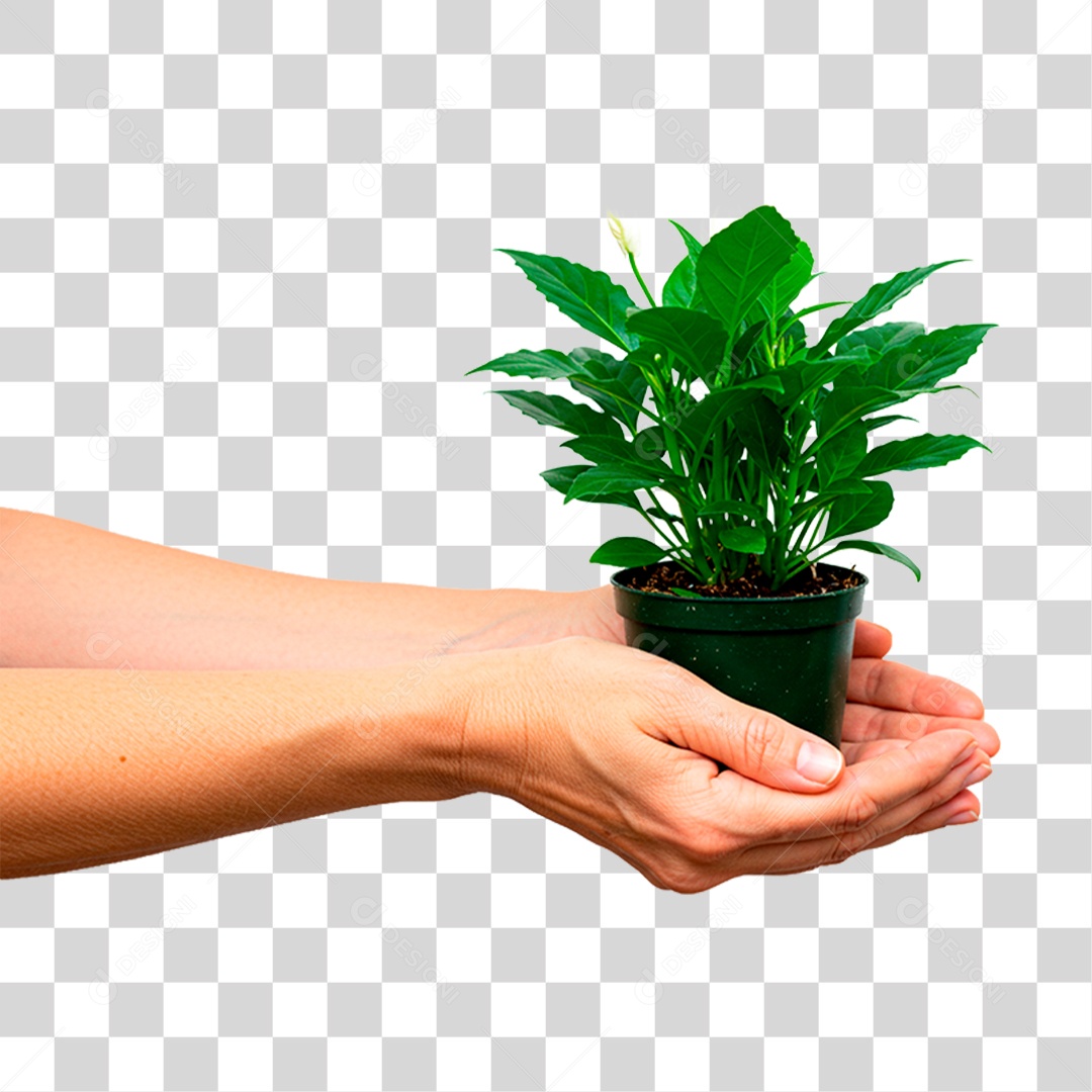 Mão Segurando Planta PNG Transparente