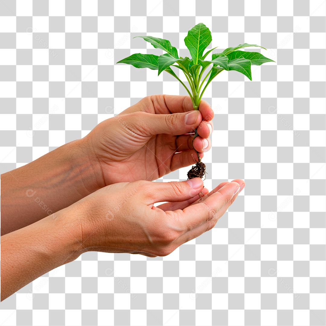 Mão Segurando Planta PNG Transparente