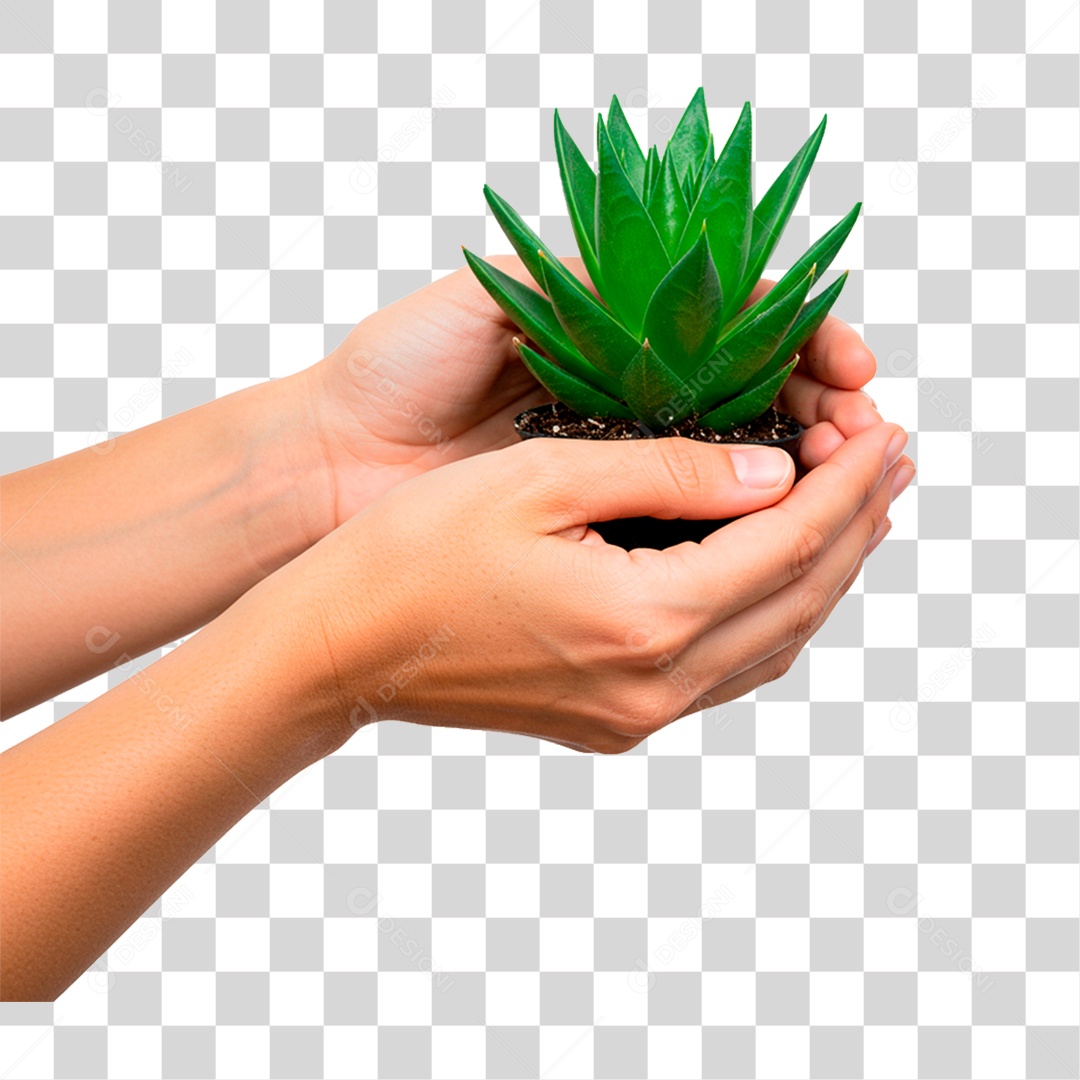 Mão Segurando Planta PNG Transparente