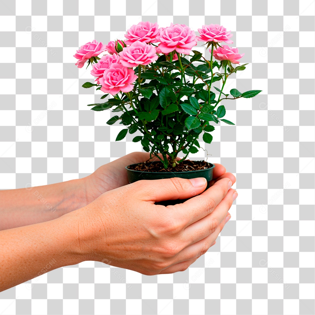 Mão Segurando Planta PNG Transparente