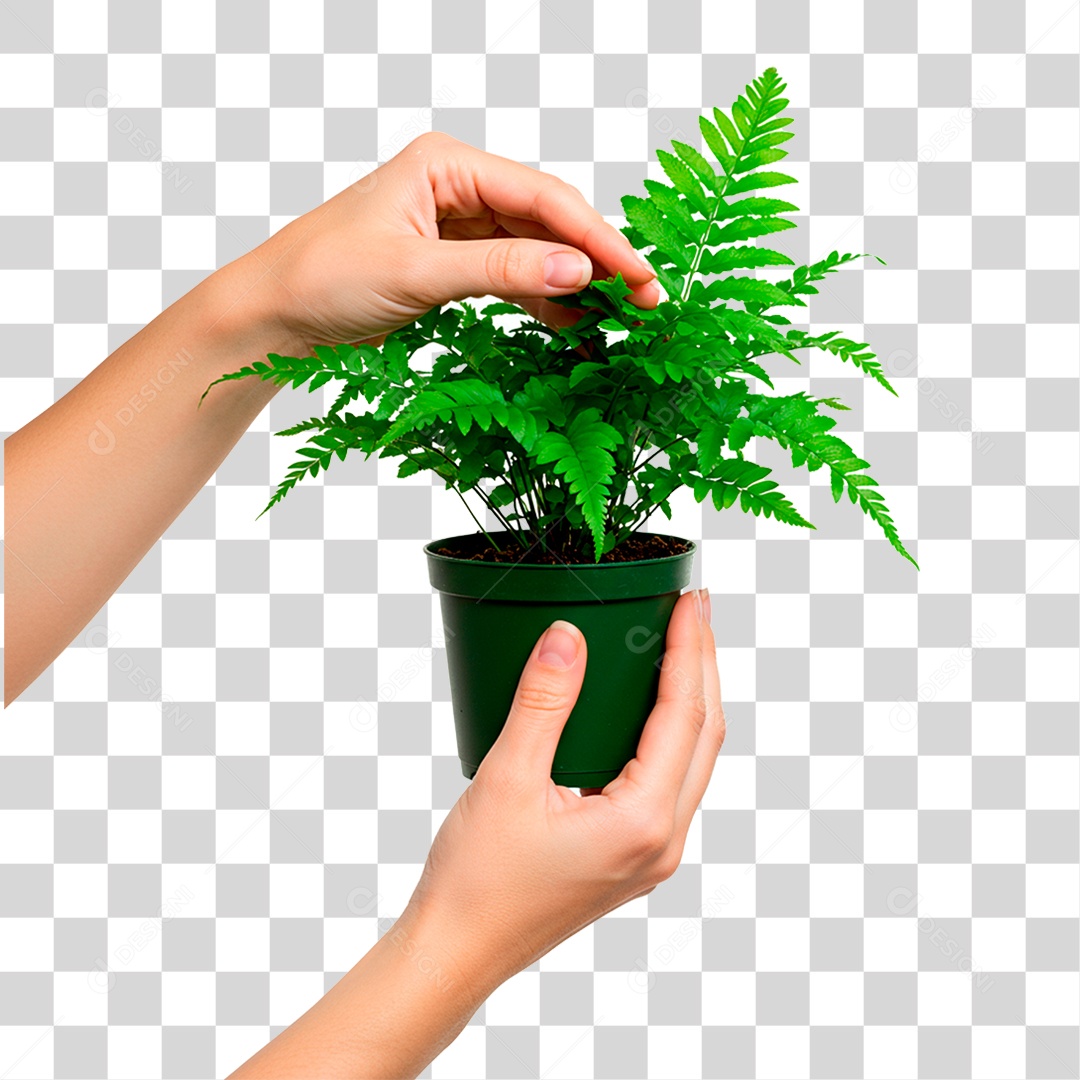 Mão Segurando Planta PNG Transparente