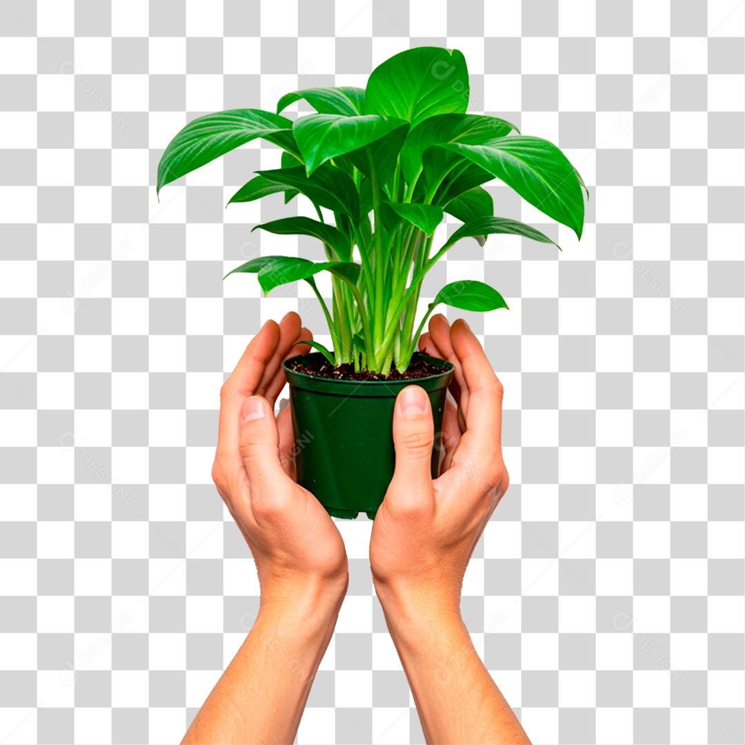 Mão Segurando Planta PNG Transparente